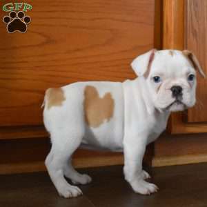 Cinderella, French Bulldog Mix Puppy