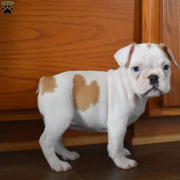 Cinderella, French Bulldog Mix Puppy