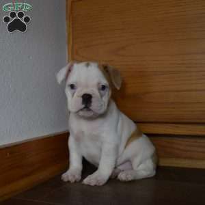 Cinderella, French Bulldog Mix Puppy