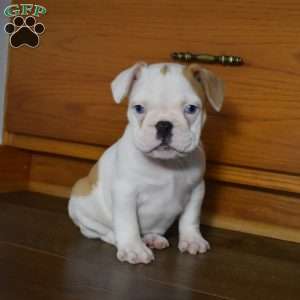 Cinderella, French Bulldog Mix Puppy