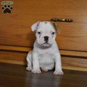 Cinderella, French Bulldog Mix Puppy