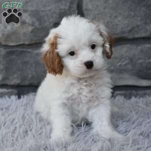 Stella, Cavapoo Puppy