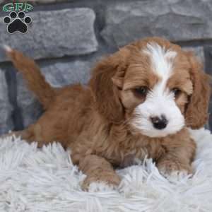 Snickers, Cavapoo Puppy