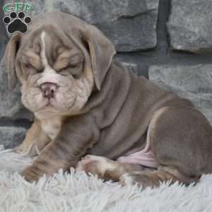 Buster, Beabull Puppy
