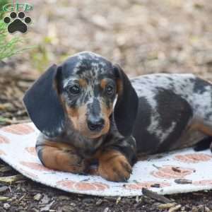 Miles – Mini, Dachshund Puppy