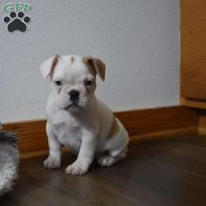 Cinderella, French Bulldog Mix Puppy