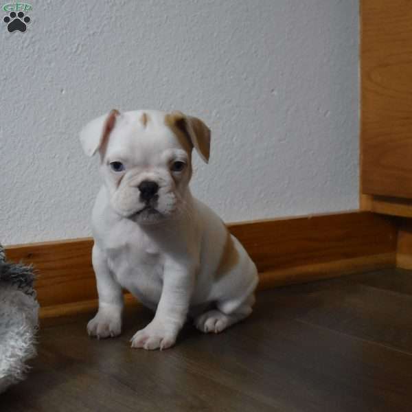 Cinderella, French Bulldog Mix Puppy