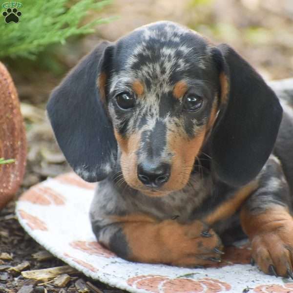 Miles – Mini, Dachshund Puppy