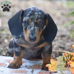 Miles – Mini, Dachshund Puppy