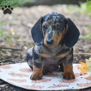 Miles – Mini, Dachshund Puppy