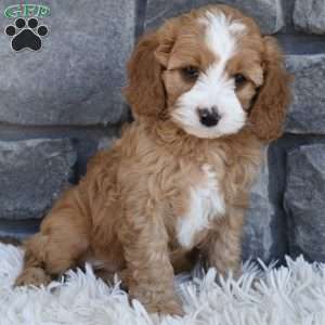 Snickers, Cavapoo Puppy