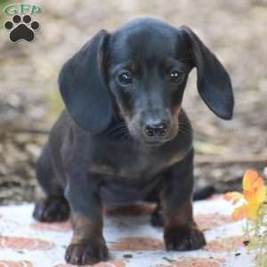 Marla – Mini, Dachshund Puppy