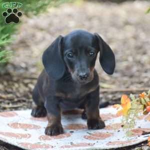Marla – Mini, Dachshund Puppy