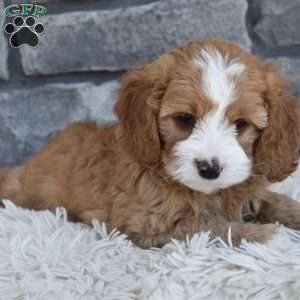 Snickers, Cavapoo Puppy
