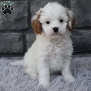 Stella, Cavapoo Puppy