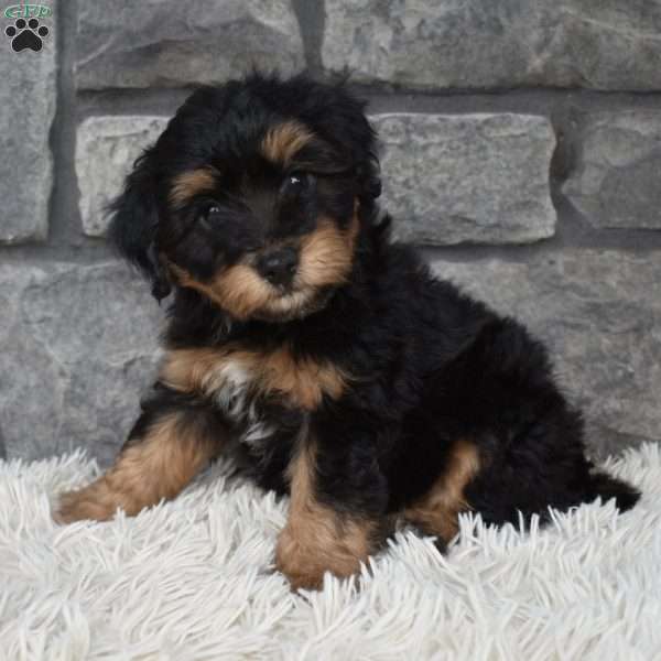 Milo, Mini Aussiedoodle Puppy