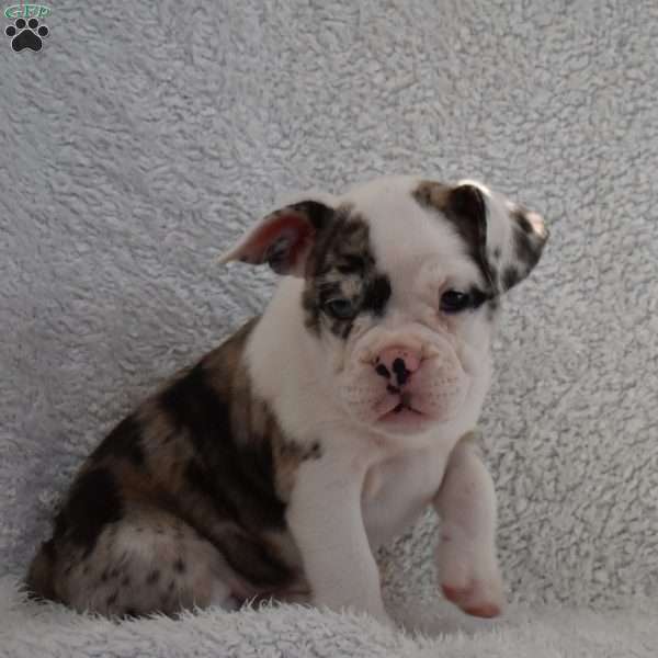 Benita, French Bulldog Mix Puppy
