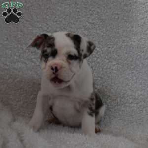 Benita, French Bulldog Mix Puppy