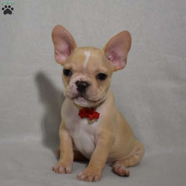 Carter, French Bulldog Mix Puppy