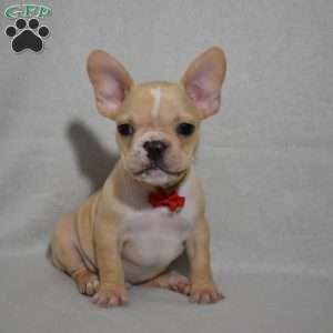 Carter, French Bulldog Mix Puppy