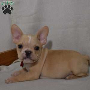 Carter, French Bulldog Mix Puppy