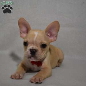 Carter, French Bulldog Mix Puppy