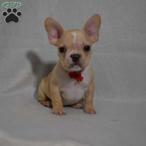 Carter, French Bulldog Mix Puppy