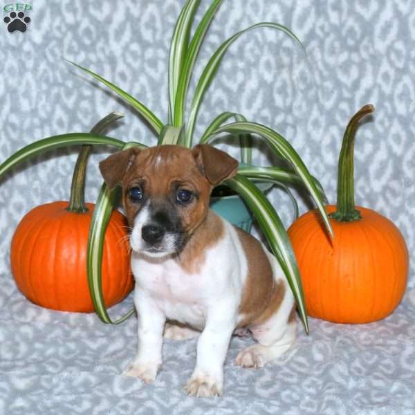 Dahlia, Jack Russell Terrier Puppy