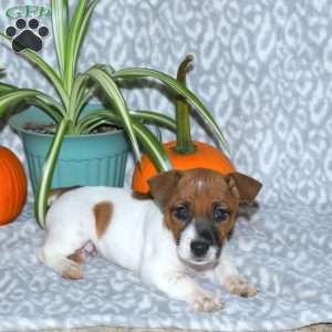 Dahlia, Jack Russell Terrier Puppy