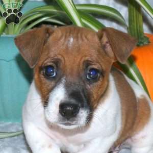 Dahlia, Jack Russell Terrier Puppy