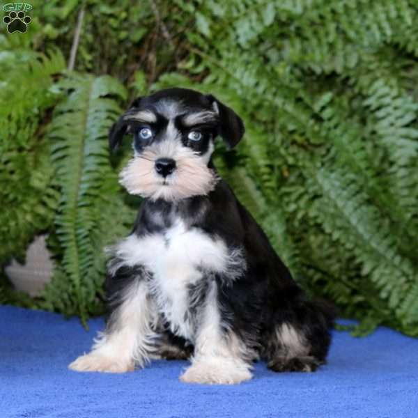 Dahlia, Miniature Schnauzer Puppy