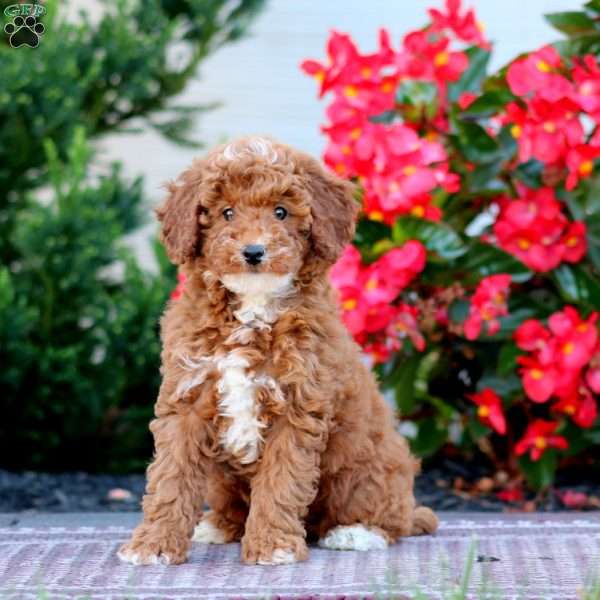 Dahlia, Miniature Poodle Puppy