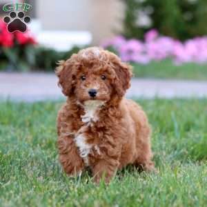 Dahlia, Miniature Poodle Puppy