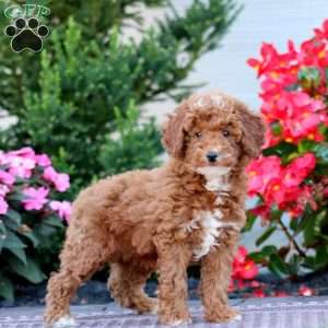 Dahlia, Miniature Poodle Puppy