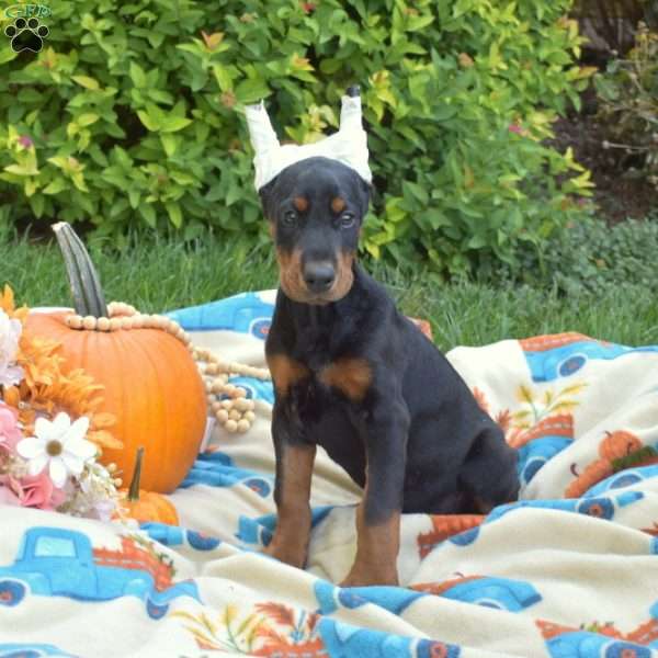 Daisy, Doberman Pinscher Puppy