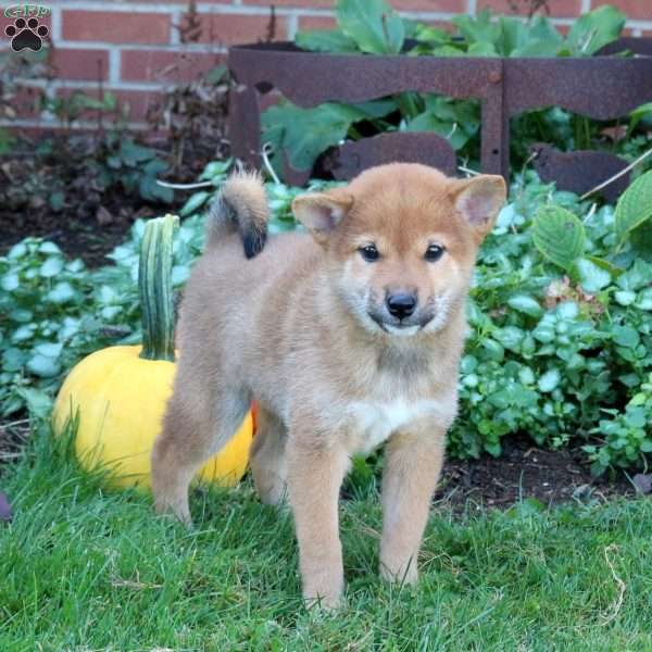 Daisy, Shiba Inu Puppy