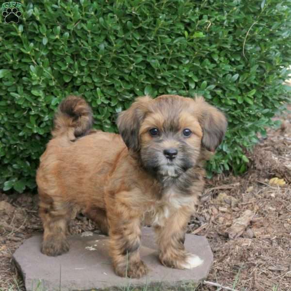 Daisy, Havapoo Puppy