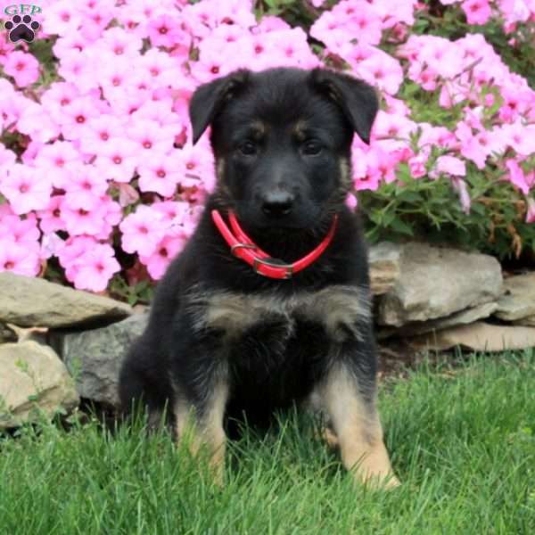 Daisy, German Shepherd Puppy
