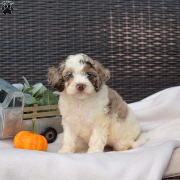 Daisy, Cockapoo Puppy