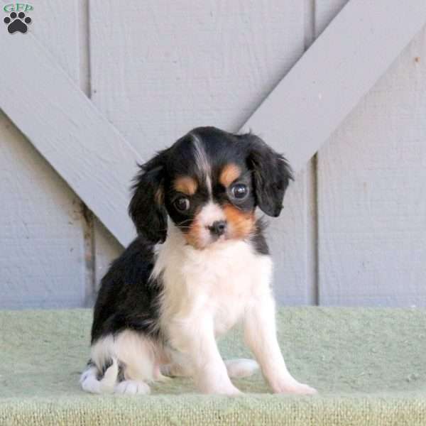 Daisy, Cavalier King Charles Spaniel Puppy