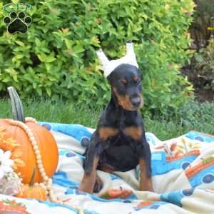 Daisy, Doberman Pinscher Puppy