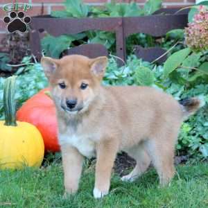 Daisy, Shiba Inu Puppy
