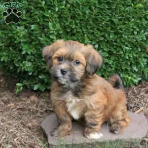 Daisy, Havapoo Puppy