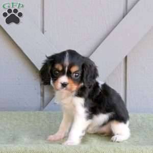 Daisy, Cavalier King Charles Spaniel Puppy