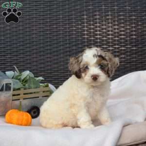 Daisy, Cockapoo Puppy