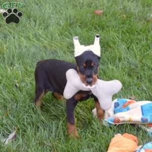 Daisy, Doberman Pinscher Puppy