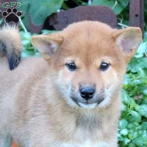 Daisy, Shiba Inu Puppy