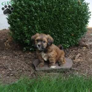 Daisy, Havapoo Puppy