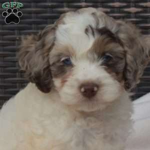 Daisy, Cockapoo Puppy