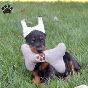 Daisy, Doberman Pinscher Puppy